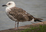 2cy Lesser Black-backed Gulls L f intermedius