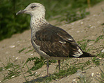 Lesser Black-backed Gull - Larus fuscus intermedius