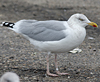 adult argenteus in March, ringed in the Netherlands. (123289 bytes)