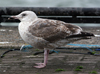 2cy argenteus in October. (82743 bytes)