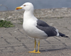 adult graellsii in May, ringed in the Netherlands. (83502 bytes)