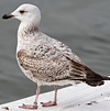 2cy argenteus in April, ringed in the Netherlands. (75958 bytes)