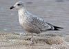 1cy argenteus in November, ringed in the UK.