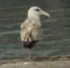 2cy herring gull in April. (45161 bytes)