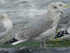 3cy Herring Gull in November. (69952 bytes)