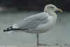 sub-adult argenteus in October, ringed in the Netherlands. 