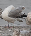 2cy argentatus in February, ringed in Norway. (75189 bytes)