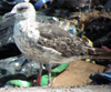 2cy LBBG in August, ringed in the Netherlands. (54795 bytes)