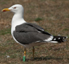 adult LBBG in June, ringed in the Netherlands. (57378 bytes)
