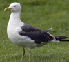 sub-adult LBBG in August, ringed in Belgium. (85229 bytes)