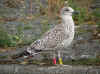 juvenile LBBG, ringed in the Netherlands.