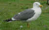 adult graellsii in May, ringed in the Netherlands. (68807 bytes)