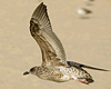 ad LBBG in October, ringed in the Netherlands. (60900 bytes)