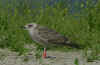 1cy LBBG Dutch intergrade in August, ringed in the Netherlands. (85356 bytes)