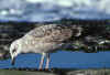 juvenile LBBG in October, ringed in the Netherlands.