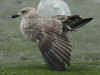 1cy LBBG in winter, ringed in the Netherlands. (81137 bytes)