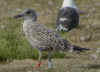 1cy LBBG Dutch intergrade in August, ringed in the Netherlands. (70618 bytes)