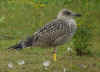1cy LBBG Dutch intergrade in August, ringed in the Netherlands. (111622 bytes)