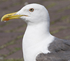 sub-adult LBBG in August, ringed in Belgium. (85229 bytes)