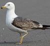 juvenile LBBG in October, ringed in Norway. (131273 bytes)