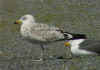 1cy LBBG in winter, ringed in the Netherlands. (78594 bytes)