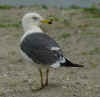 1cy LBBG in winter, ringed in the Netherlands. (78594 bytes)