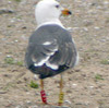 1cy LBBG in winter, ringed in the Netherlands. (81137 bytes)