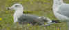 6218.jpg (78695 bytes)
