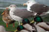3cy LBBG in October, ringed in the Netherlands. (90966 bytes)