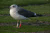 3cy LBBG in October, ringed in the Netherlands. (95468 bytes)