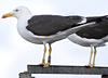 ad LBBG in August, ringed in Norway. (87905 bytes)