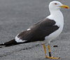 ad LBBG in August, ringed in Norway. (87905 bytes)