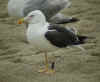ad LBBG in August, ringed in the Netherlands. (84068 bytes)