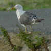 sub-adult LBBG in August, ringed in Belgium. (77562 bytes)