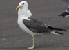 sub-adult LBBG in August, ringed in Belgium. (82012 bytes)