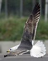 juvenile LBBG in October, ringed in Norway. (131273 bytes)