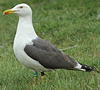 adult graellsii in May, ringed in the Netherlands. (72722 bytes)