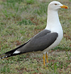 adult graellsii in May, ringed in the Netherlands. (72722 bytes)