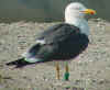 adult graellsii in May, ringed in the Netherlands. 