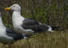 adult graellsii in May, ringed in the Netherlands. (87040 bytes)