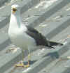 adult LBBG in June, ringed in the Netherlands.