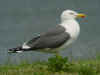adult LBBG in June, ringed in the Netherlands. (70101 bytes)