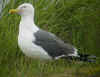 adult LBBG in June, ringed in the Netherlands.