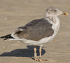 3cy LBBG in October, ringed in the Netherlands. (95794 bytes)