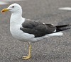 sub-adult LBBG in August, ringed in Belgium. (82012 bytes)