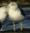 ad LBBG in October, ringed in the Netherlands. (85975 bytes)