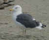 ad LBBG in October, ringed in the Netherlands. (84823 bytes)
