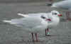 adult Mediterranean Gull green 3CW3, in February. (60730 bytes)