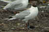Black-headed Gull adult July, blue UU. (80922 bytes)