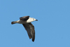 Larus armenicus